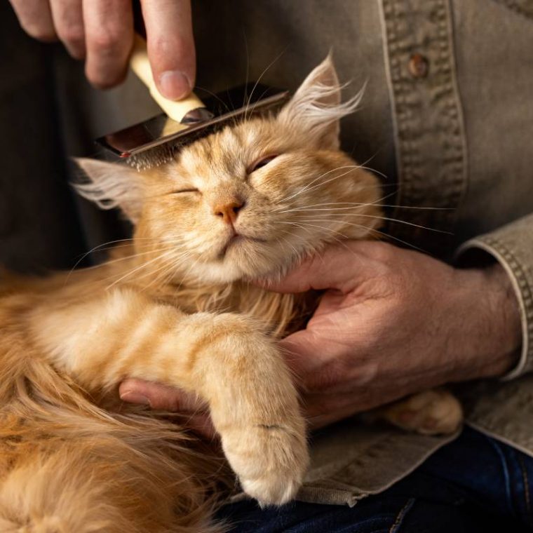 elderly-person-with-pet-cat-min