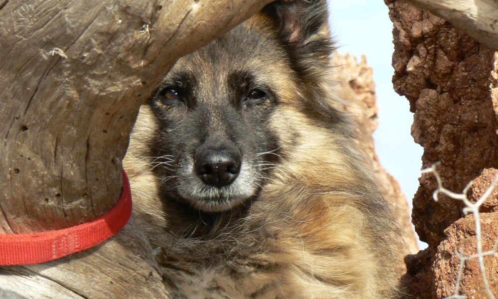 Esterel décembre 20090028 (1)